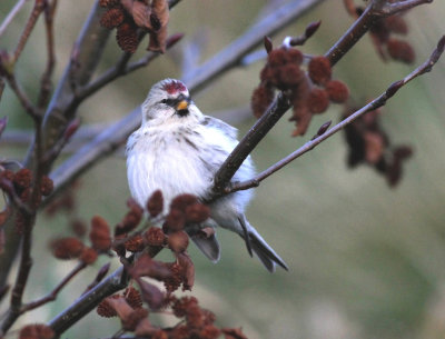 Coues' Arctic Redpoll (Carduelis hornemanni exilipes)