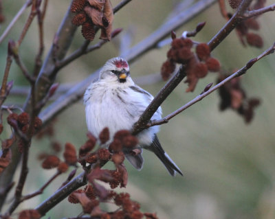Coues' Arctic Redpoll (Carduelis hornemanni exilipes)