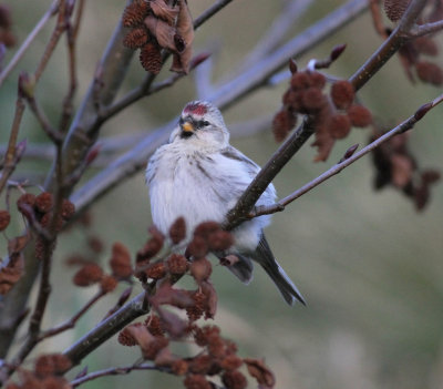 Coues' Arctic Redpoll (Carduelis hornemanni exilipes)