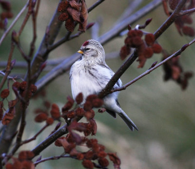 Coues' Arctic Redpoll (Carduelis hornemanni exilipes)