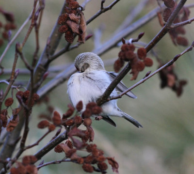Coues' Arctic Redpoll (Carduelis hornemanni exilipes)