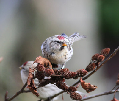 Coues' Arctic Redpoll (Carduelis hornemanni exilipes)