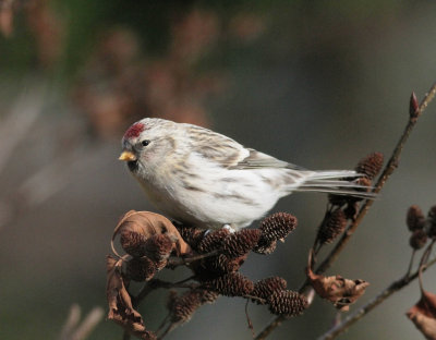 Coues' Arctic Redpoll (Carduelis hornemanni exilipes)