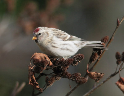 Coues' Arctic Redpoll (Carduelis hornemanni exilipes)