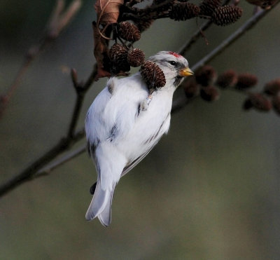 Coues' Arctic Redpoll (Carduelis hornemanni exilipes)