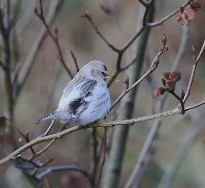 Coues' Arctic Redpoll (Carduelis hornemanni exilipes)