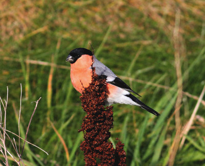 Northern Bullfinch (Pyrrhula pyrrhula pyrrhula)