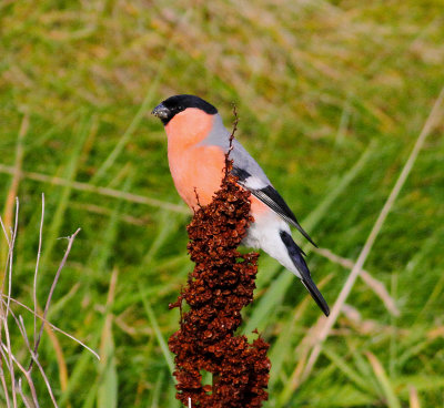 Northern Bullfinch (Pyrrhula pyrrhula pyrrhula)