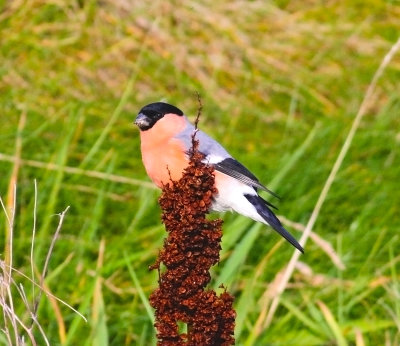 Northern Bullfinch (Pyrrhula pyrrhula pyrrhula)