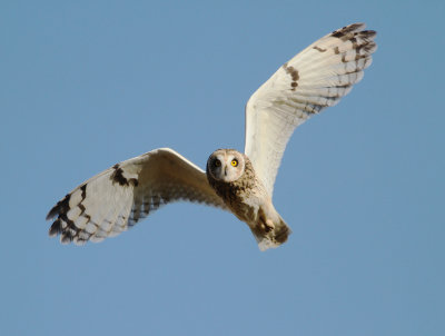 Short-eared Owl (Asio flammeus)