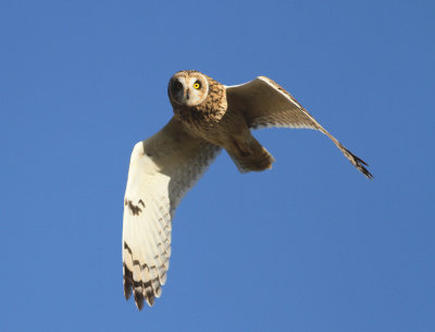 Short-eared Owl (Asio flammeus)