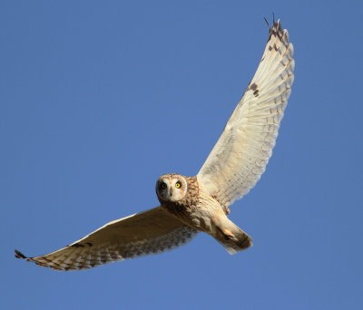 Short-eared Owl (Asio flammeus)