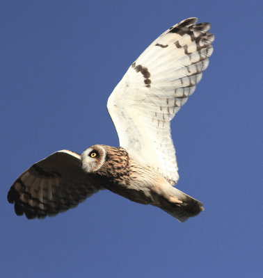 Short-eared Owl (Asio flammeus)