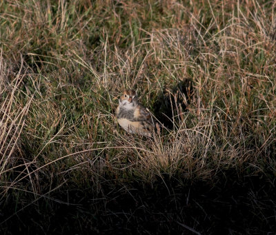Lapland Bunting (Calcarius lapponicus)