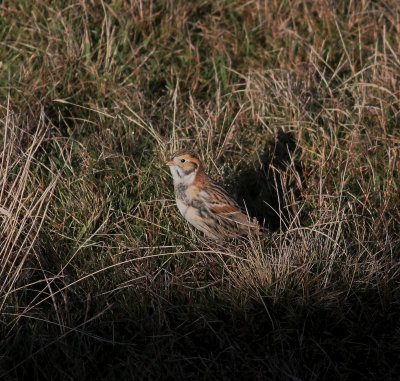 Lapland Bunting (Calcarius lapponicus)