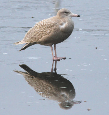 Glaucous Gull (Larus hyperboreus)