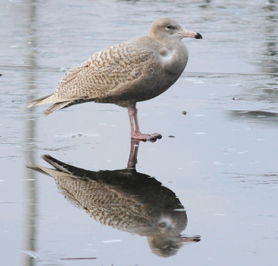 Glaucous Gull (Larus hyperboreus)