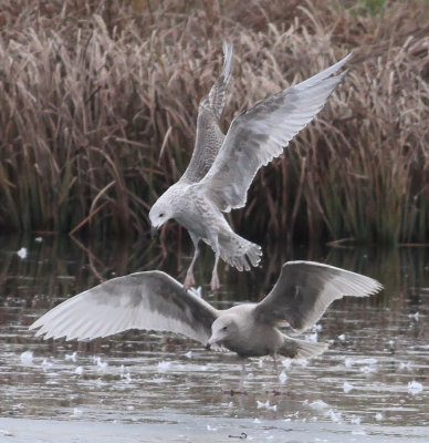 Glaucous Gull (Larus hyperboreus)