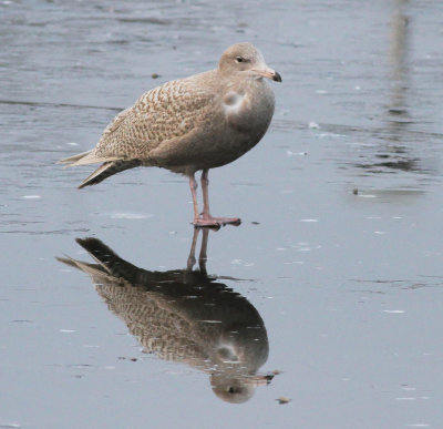 Glaucous Gull (Larus hyperboreus)