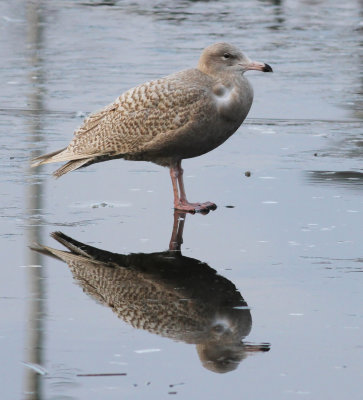Glaucous Gull (Larus hyperboreus)