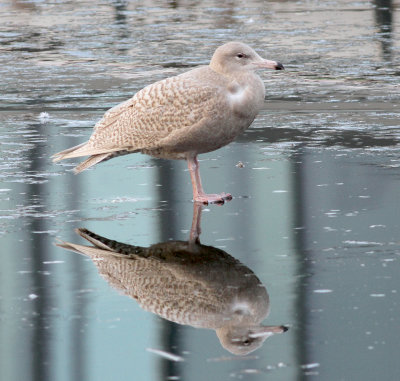 glaucous_gull
