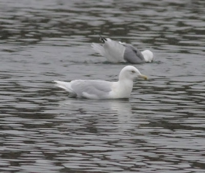 Glaucous Gull (Larus hyperboreus)