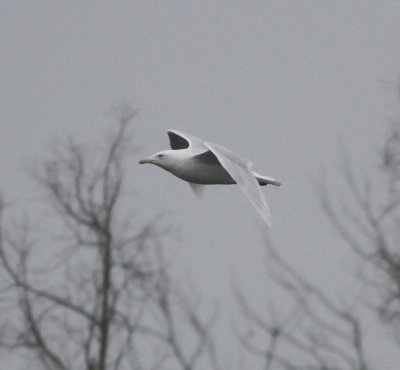 Glaucous Gull (Larus hyperboreus)