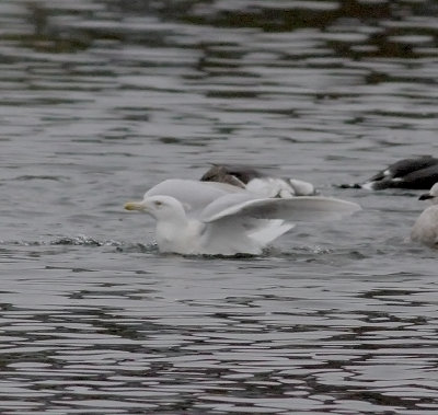 Glaucous Gull (Larus hyperboreus)