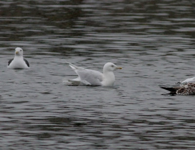 Glaucous Gull (Larus hyperboreus)