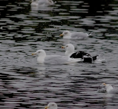 Glaucous Gull (Larus hyperboreus)