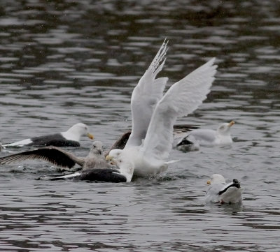 Glaucous Gull (Larus hyperboreus)