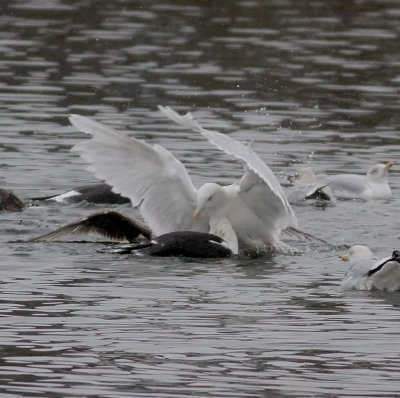 Glaucous Gull (Larus hyperboreus)