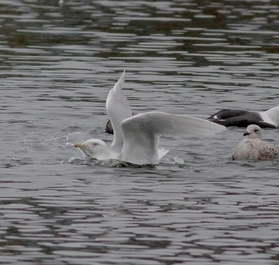 Glaucous Gull (Larus hyperboreus)