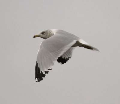 Ring-billed Gull (Larus delawarensis
