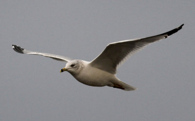 Ring-billed Gull (Larus delawarensis)