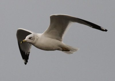 Ring-billed Gull (Larus delawarensis
