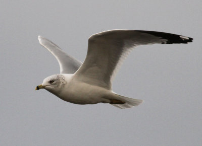 Ring-billed Gull (Larus delawarensis