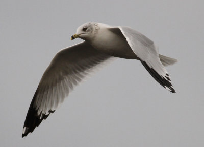 Ring-billed Gull (Larus delawarensis
