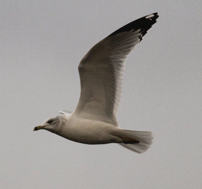 Ring-billed Gull (Larus delawarensis