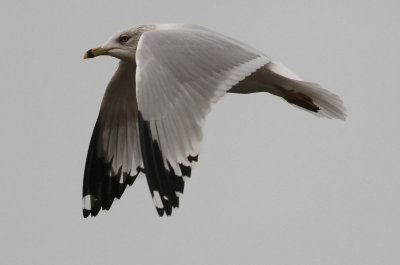 Ring-billed Gull (Larus delawarensis