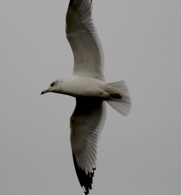 Ring-billed Gull (Larus delawarensis
