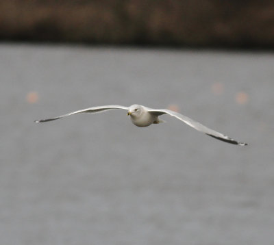 Ring-billed Gull (Larus delawarensis