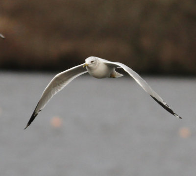 Ring-billed Gull (Larus delawarensis