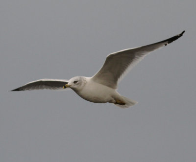 Ring-billed Gull (Larus delawarensis