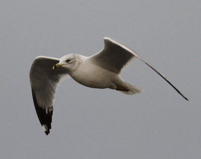 ring-billed_gull_uk