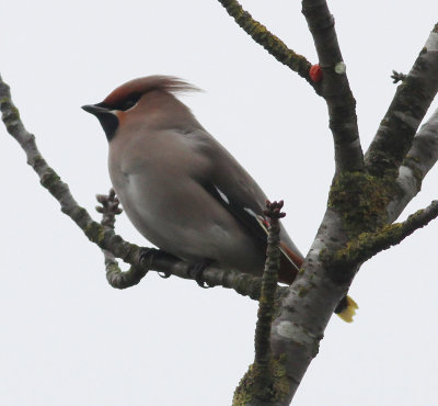 Waxwing (Bombycilla garrulus)