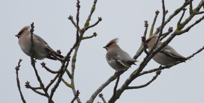 Waxwing (Bombycilla garrulus)
