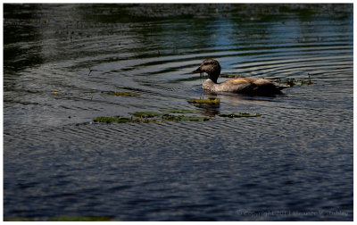 interesting_water_creatures