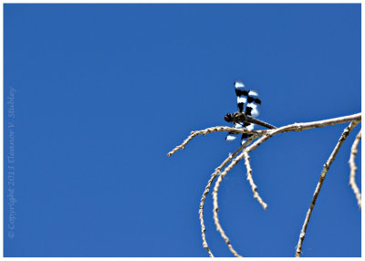 Dragon Fly, Sun Tanning, Salt Spring Island