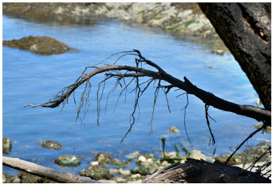 Leaning Over, Salt Spring